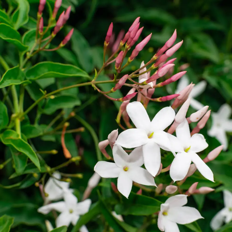 Cómo y cuándo podar tu jazmín para que siga embriagándote con sus flores cada año