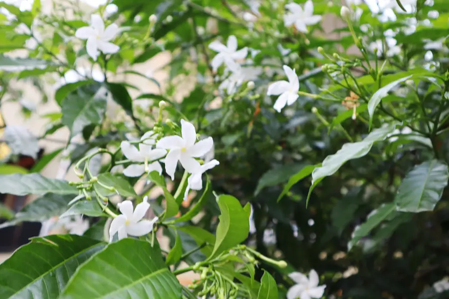 Jazmín real o común (Jasminum officinale)