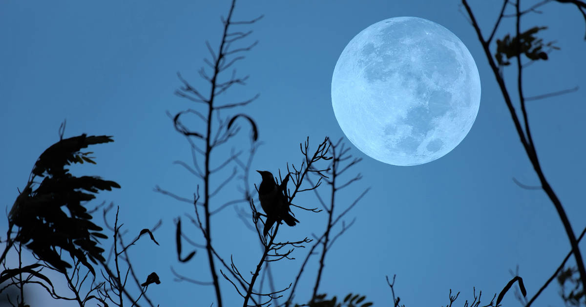 Luna hoy calendario lunar del 13 al 19 de enero de 2025