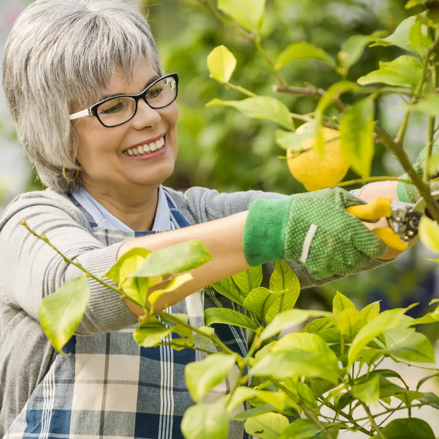 Cómo podar un limonero para que crezca más fuerte y saludable