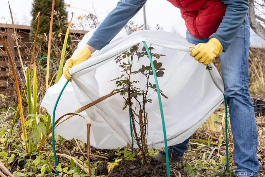 Protegiendo planta de las heladas