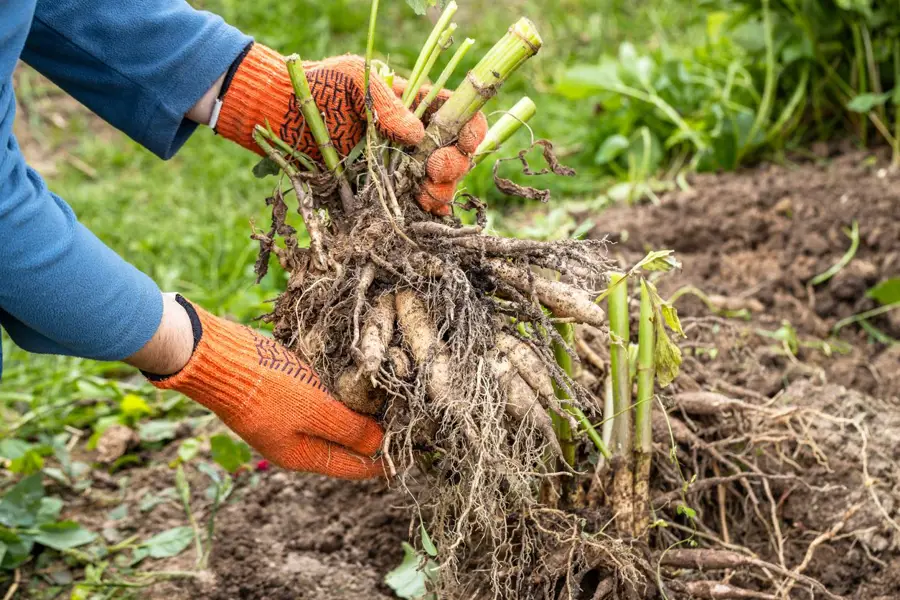 Recogiendo bulbos de las dalias