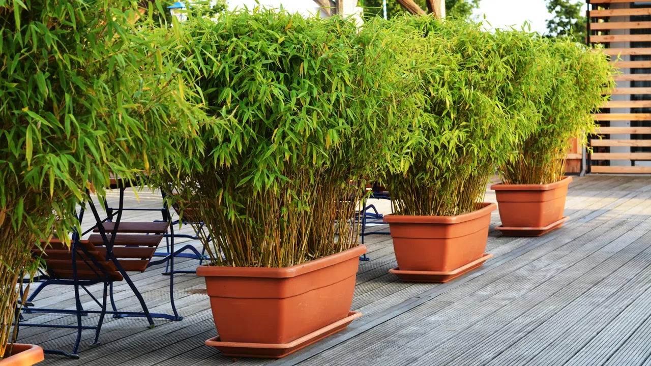 Bambúes en una terraza