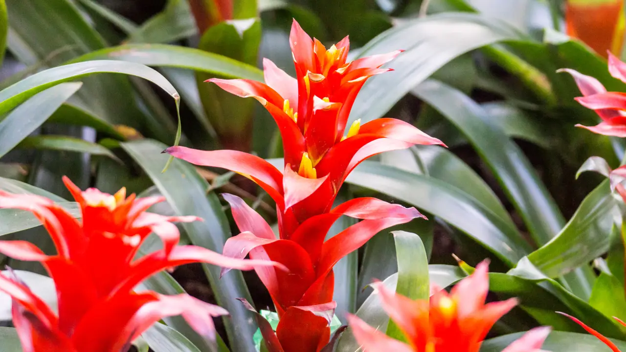 bromelia planta