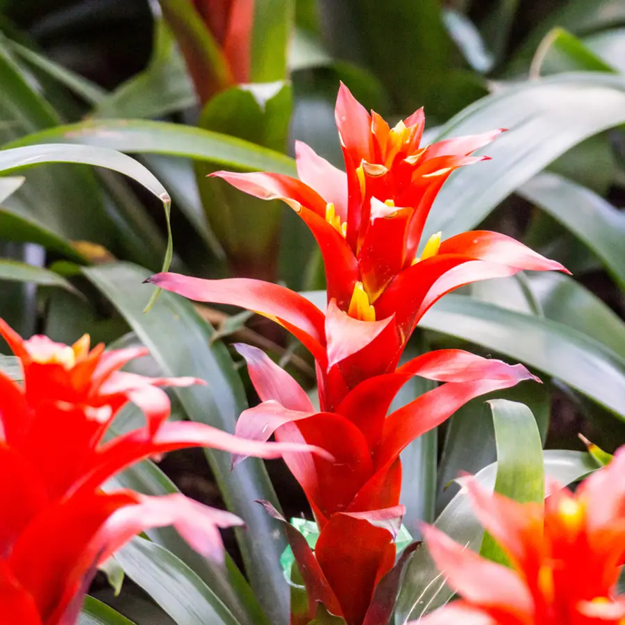 bromelia planta