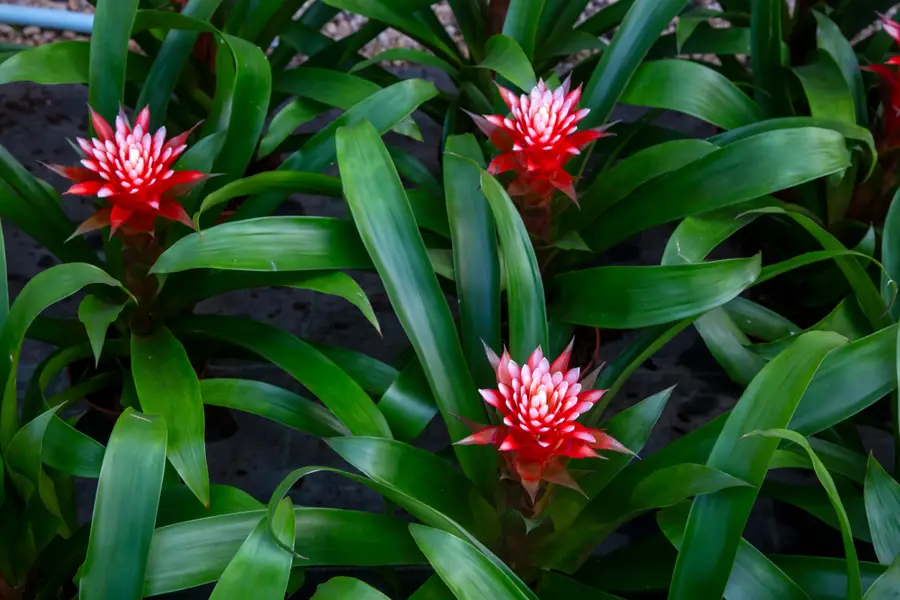 Guzmania conifera