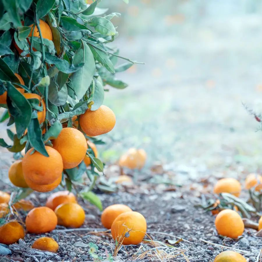 naranja caida