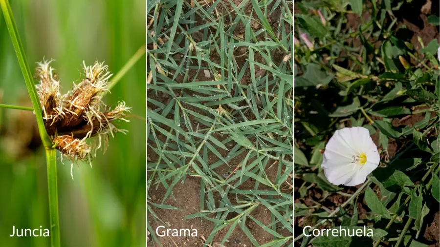 Grama, juncia y correhuela