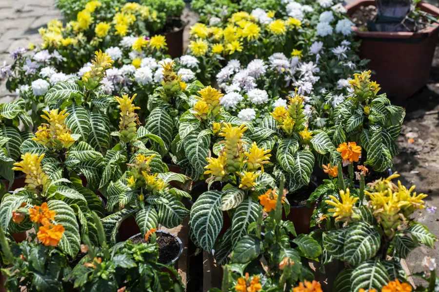 Aphelandra squarrosa