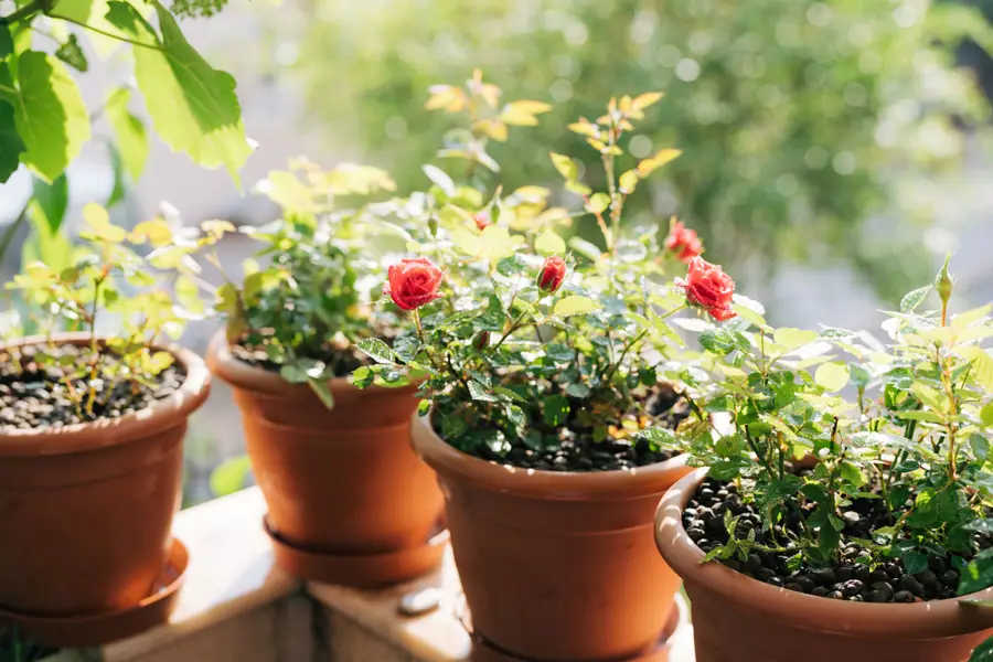 como cuidar rosal maceta