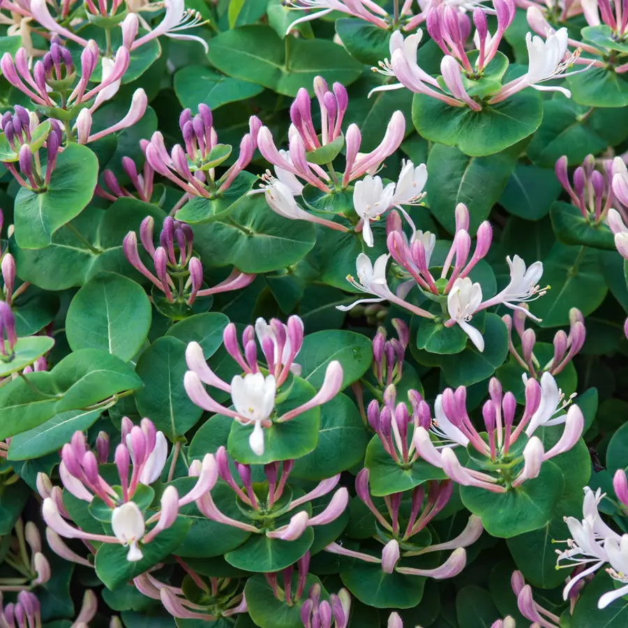 Madreselva, una bonita planta trepadora con flor resistente al frío que crece rápidamente y protege el jardín