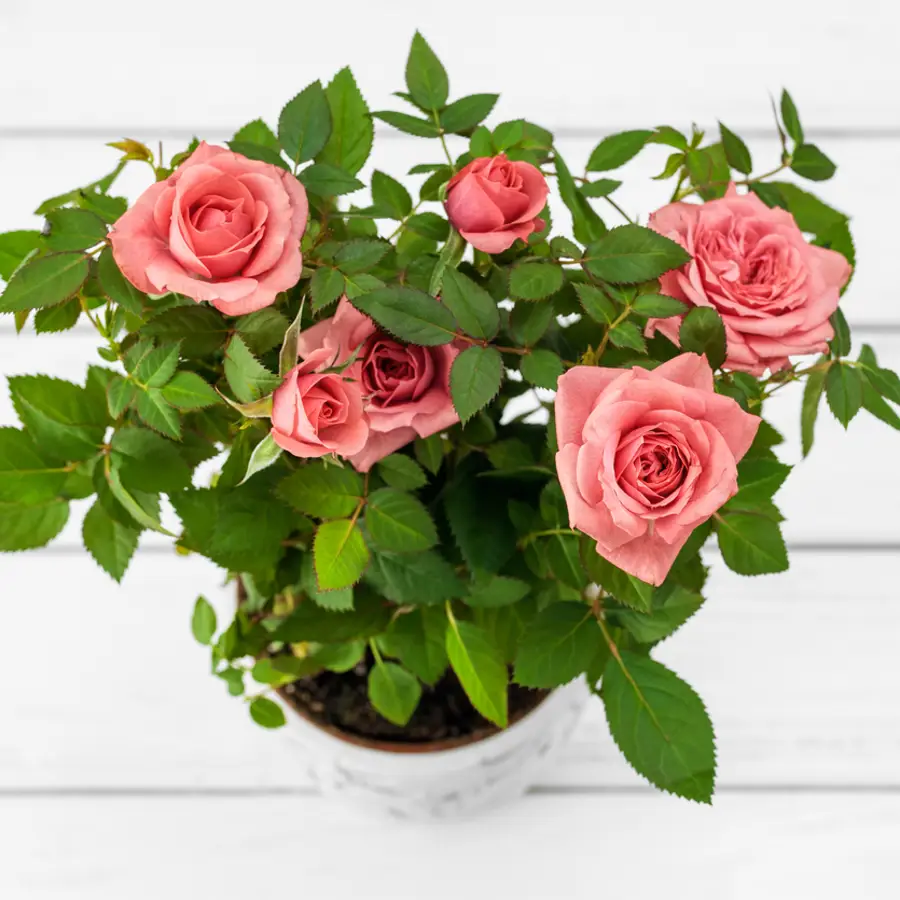 Acaba de llegar a Aldi la planta de invierno más bonita para alegrar terrazas y balcones