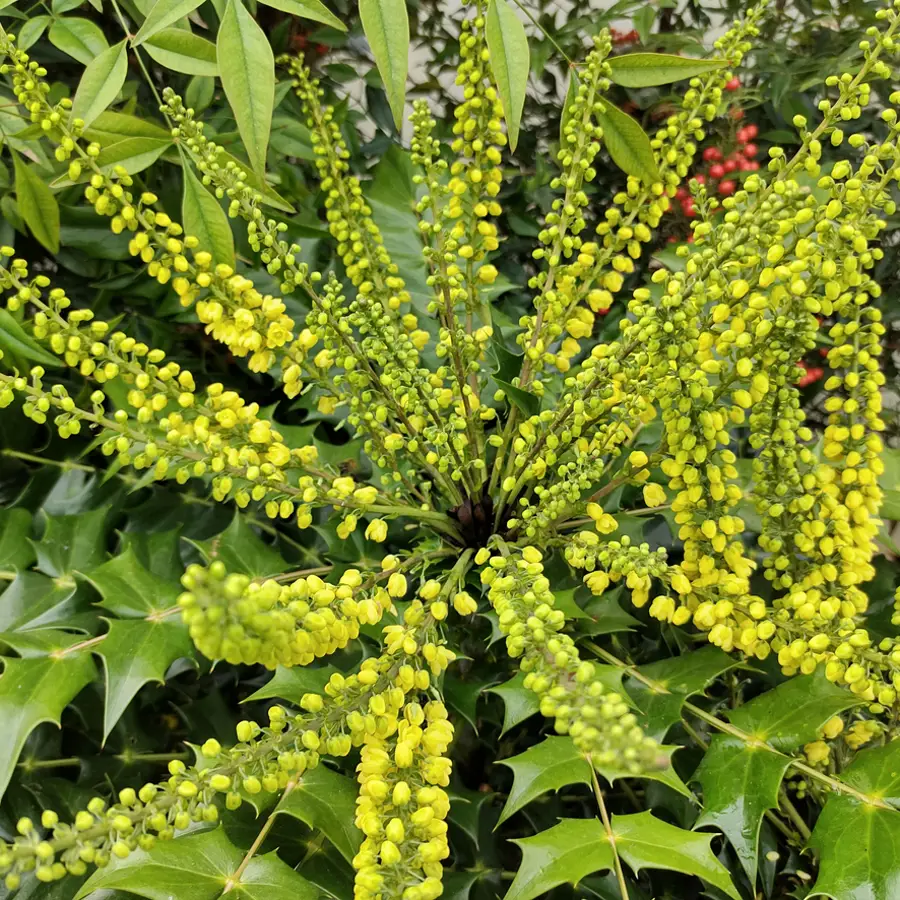 Mahonia x media ‘Winter Sun’