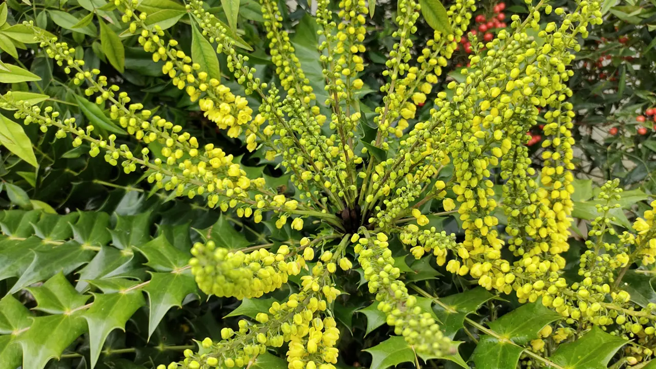 Mahonia x media ‘Winter Sun’