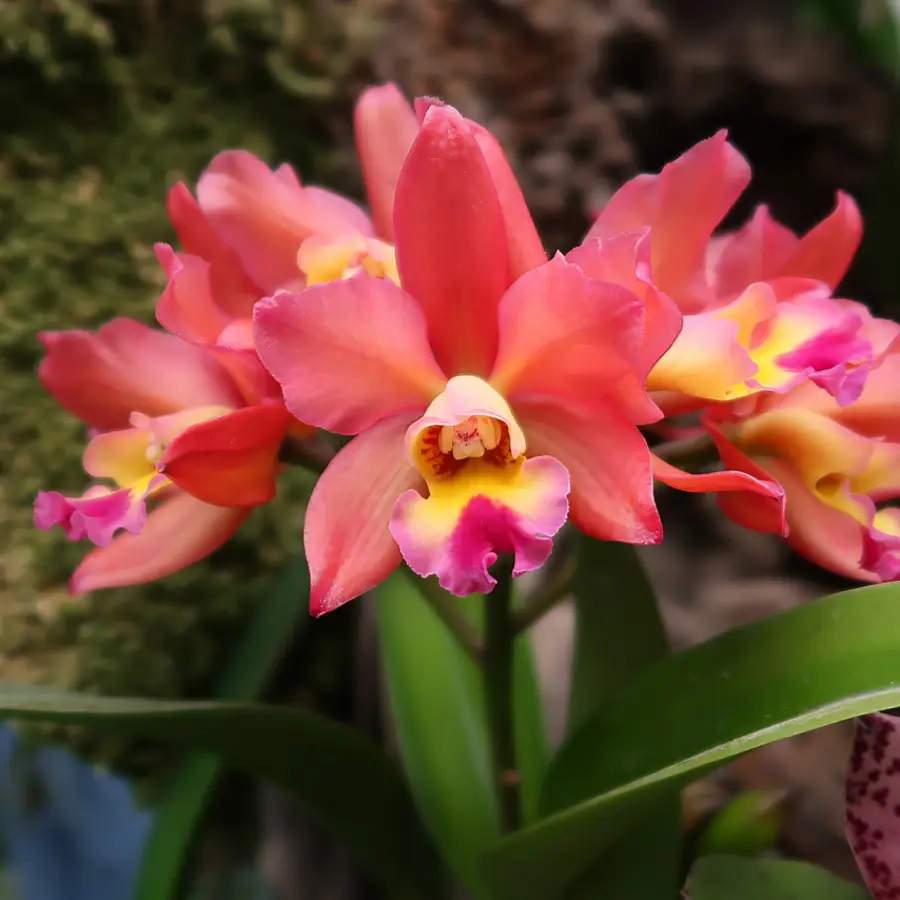 Orquídea Cattleya