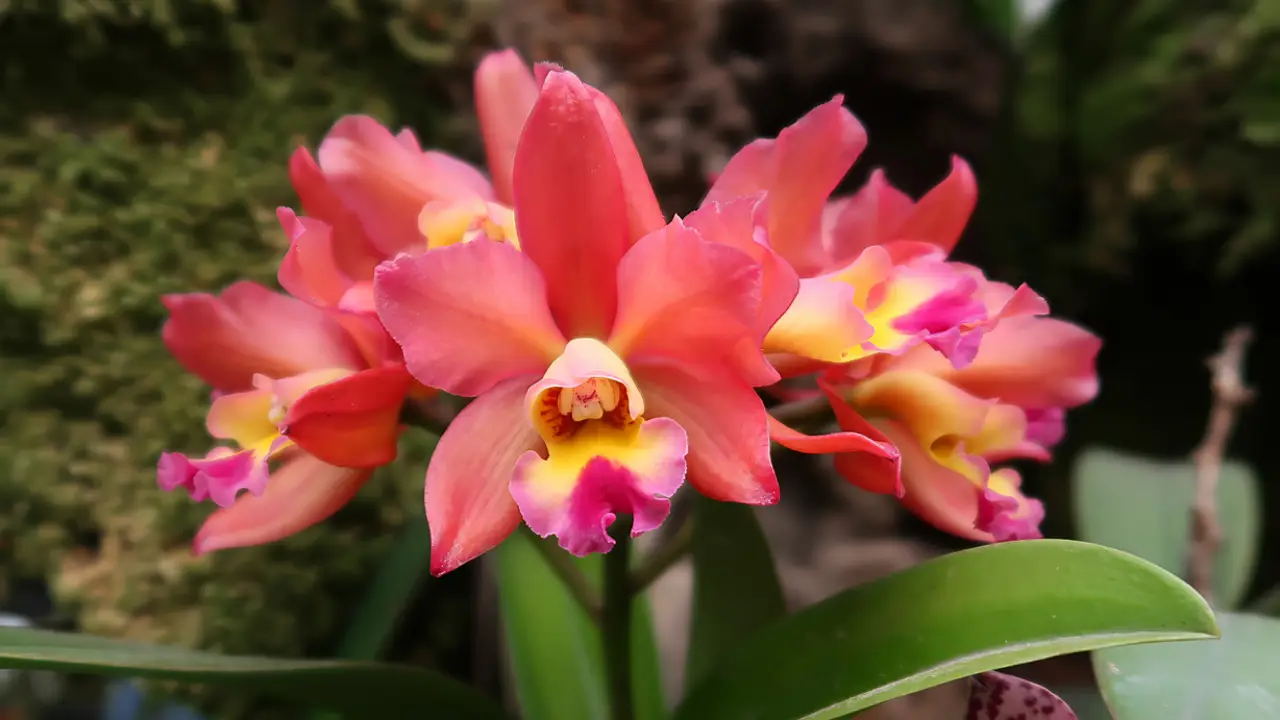 Orquídea Cattleya