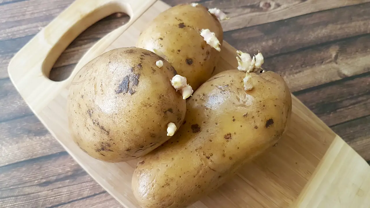 Patatas con brotes