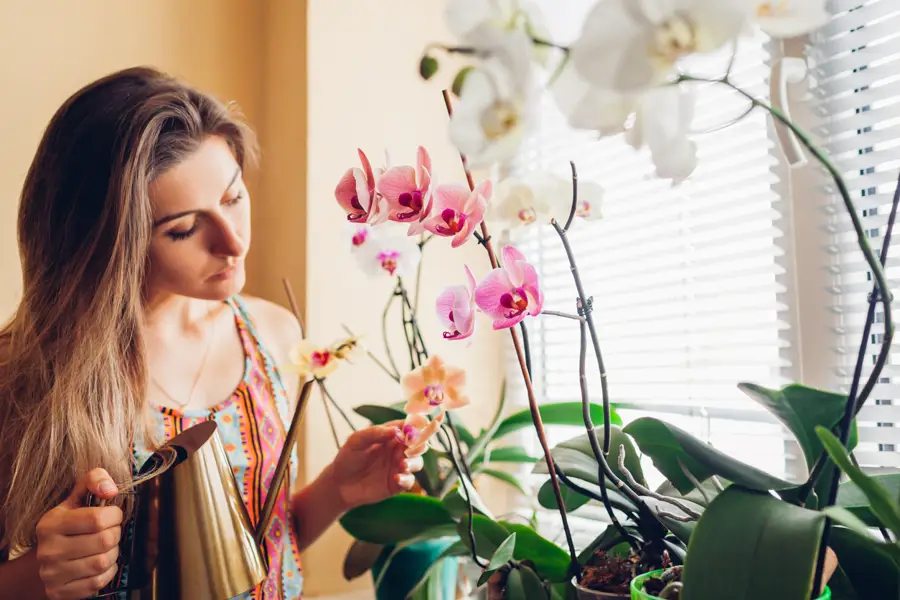 Mujer regando orquídeas