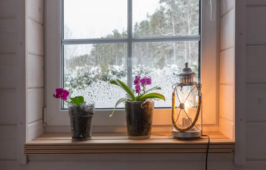 Orquídeas frente a una ventana en invierno