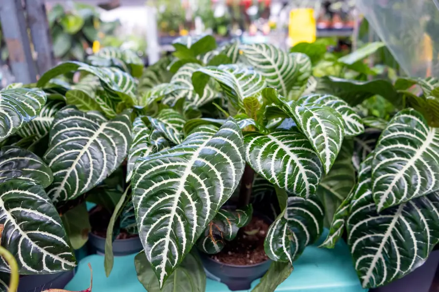 Planta cebra (Aphelandra squarrosa)