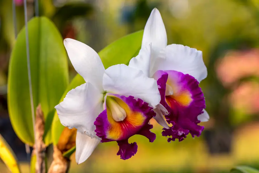 cattleya