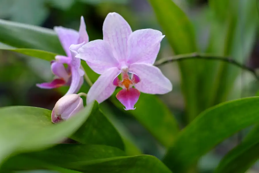 dendrobium