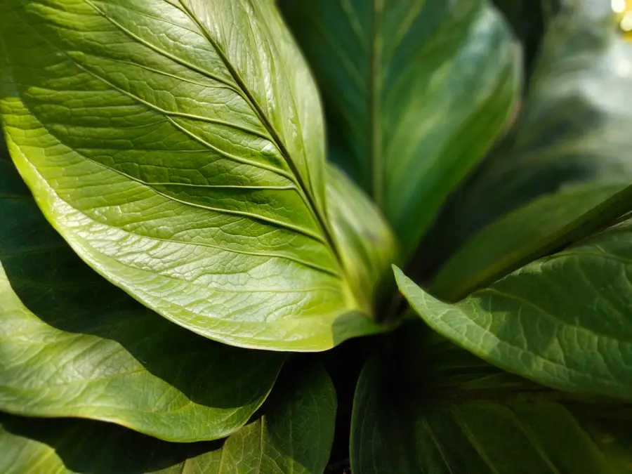 Detalle de anturio gigante (Anthurium hookeri)