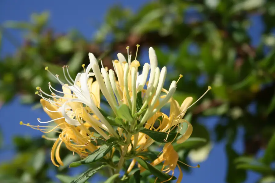 Flor de madreselva