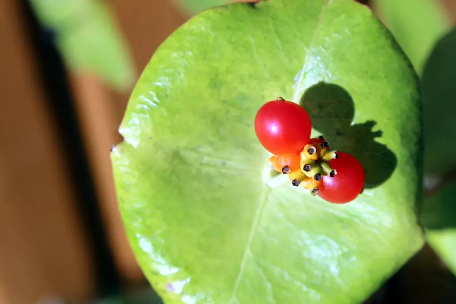 Fruto de la madreselva