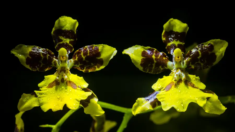  Oncidium