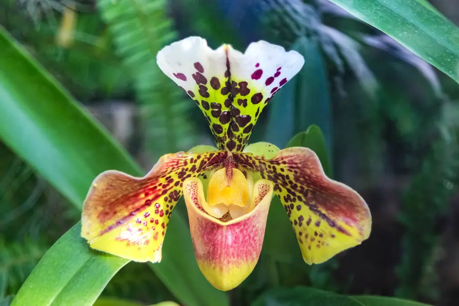 Paphiopedilum