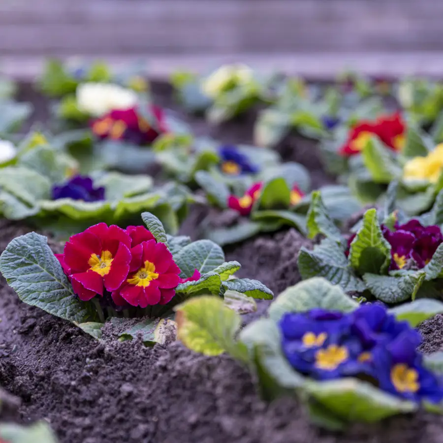 Aldi agotará esta planta bonita, barata y fácil de cuidar que traerá ya la primavera a terrazas y balcones por solo 1,49 euros