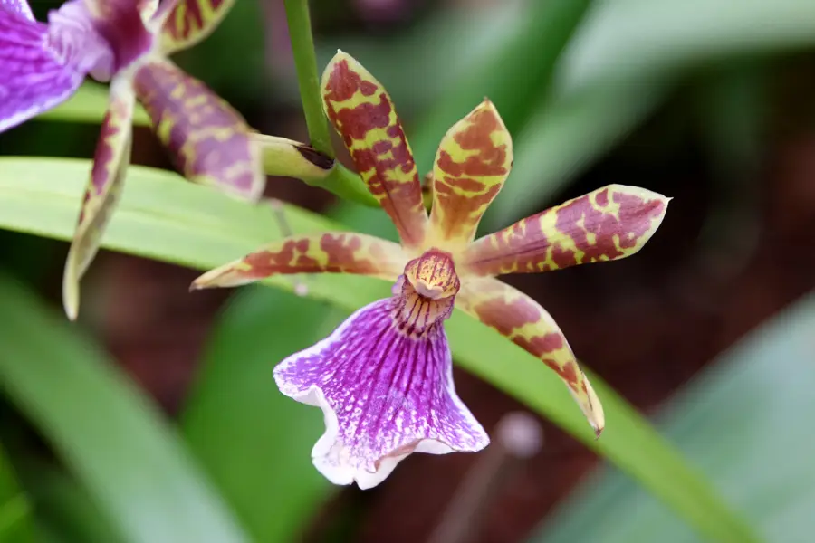 Zygopetalum moteada