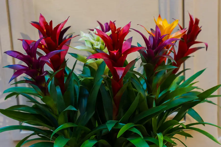 Bromelia