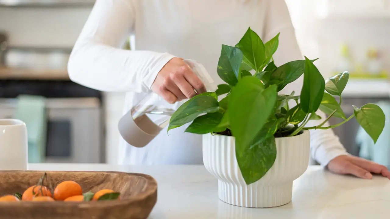 plantas fáciles de cuidar