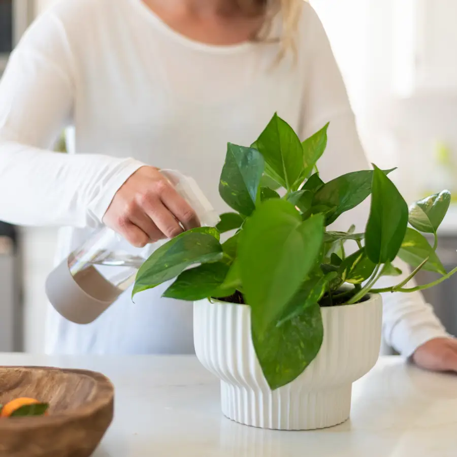 Bonitas, baratas y fáciles de cuidar: las 5 plantas para principiantes que por fin te vivirán