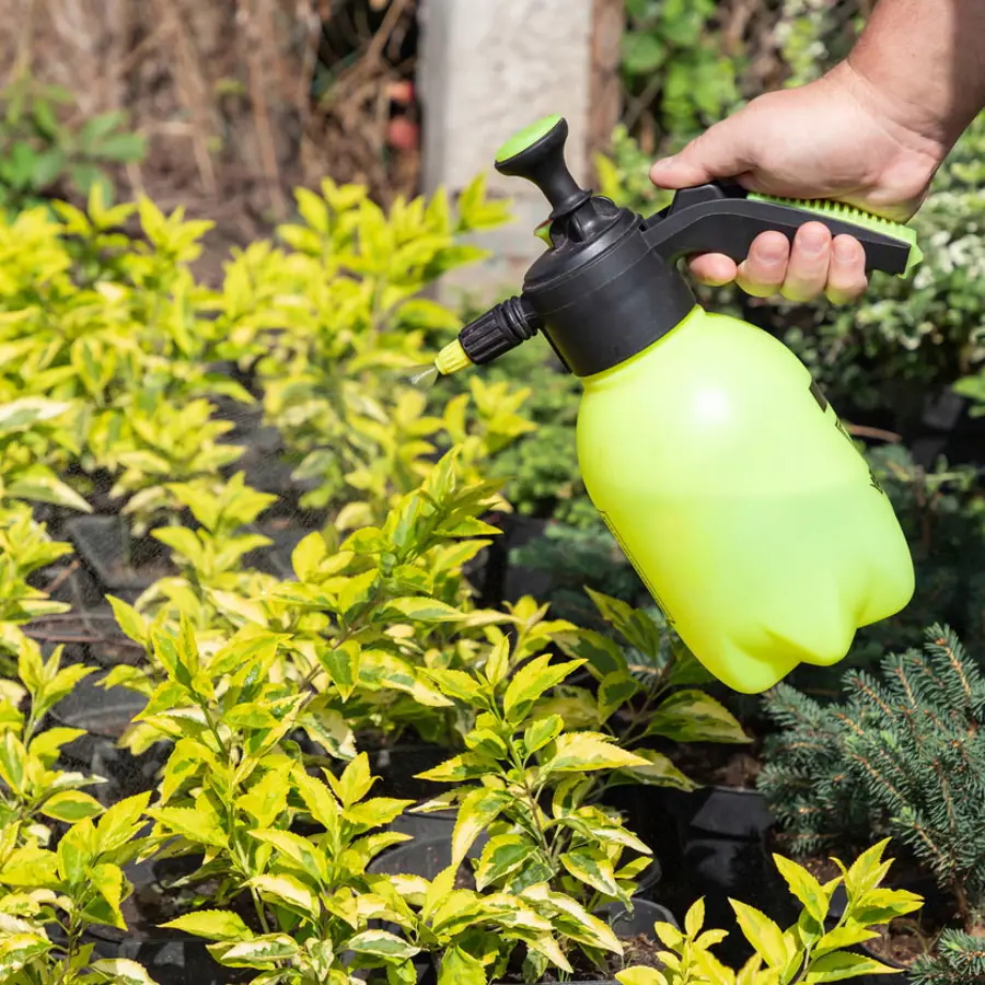 Oro verde para revivir tus plantas: cómo hacer abono casero de clorofila de la forma más fácil