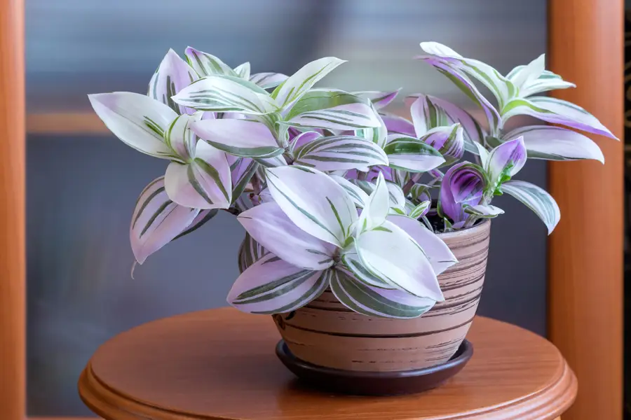 Tradescantia o amor de hombre