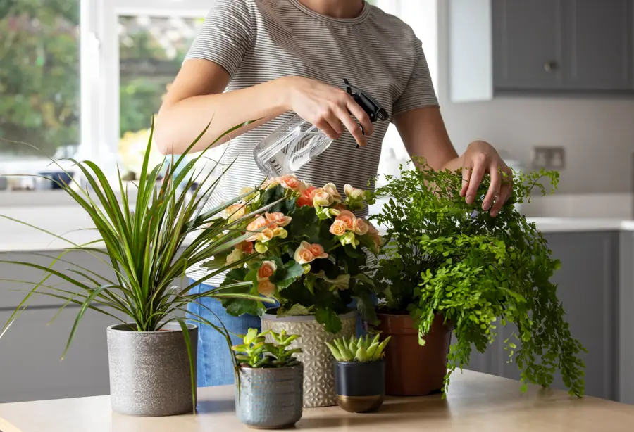 Un remedio casero para cuidar tus plantas