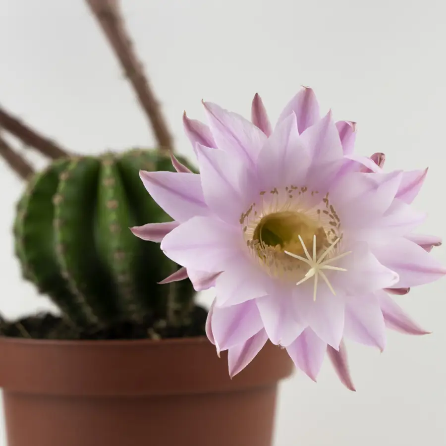 Echinopsis eyriesii, el cactus erizo con las flores más bonitas y facilísimo de cuidar