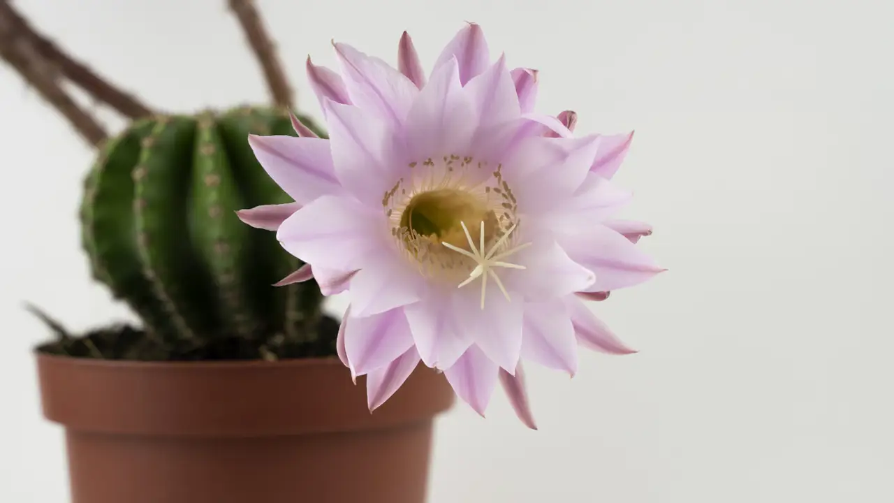 Echinopsis Eyriesii