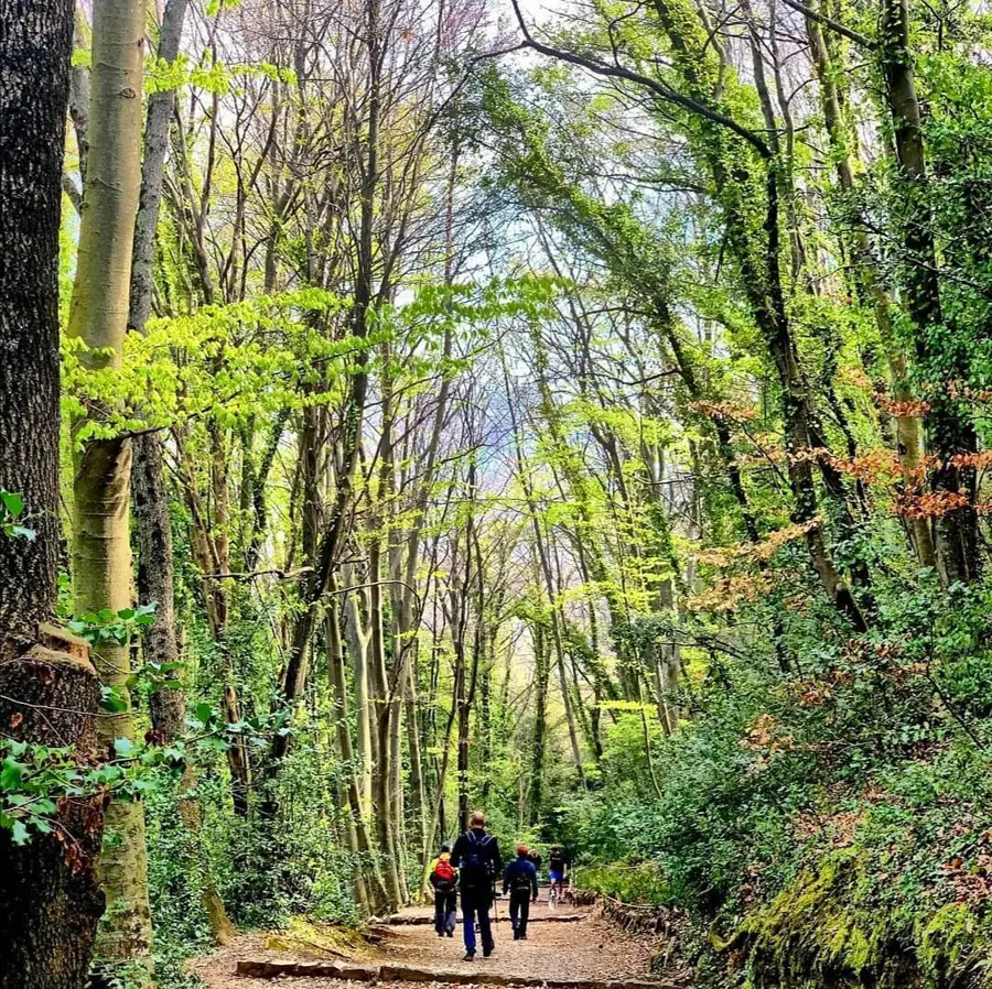 Fageda d'en Jordà