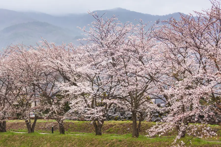 Cerezos en flor