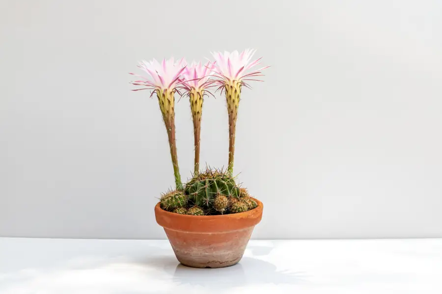 Echinopsis eyriesii 2