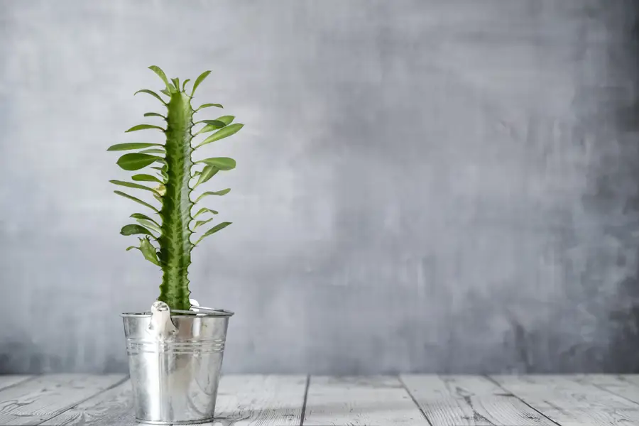 Euphorbia trigona