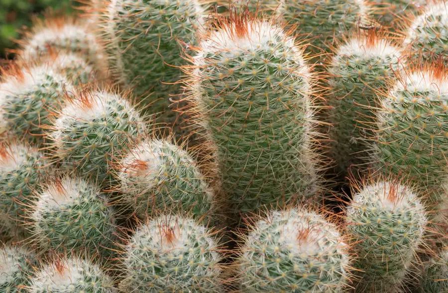 Cactus erizo Echinopsis eyriesii