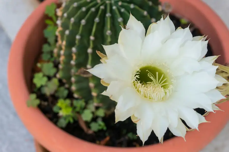 Cactus erizo