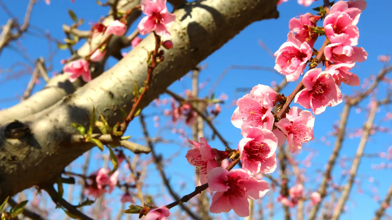 ciruelos en flor