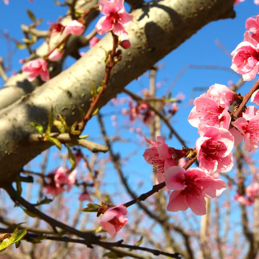 ciruelos en flor