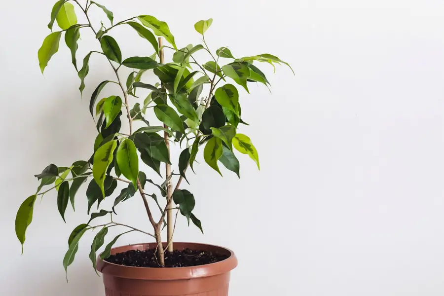 Ficus benjamina